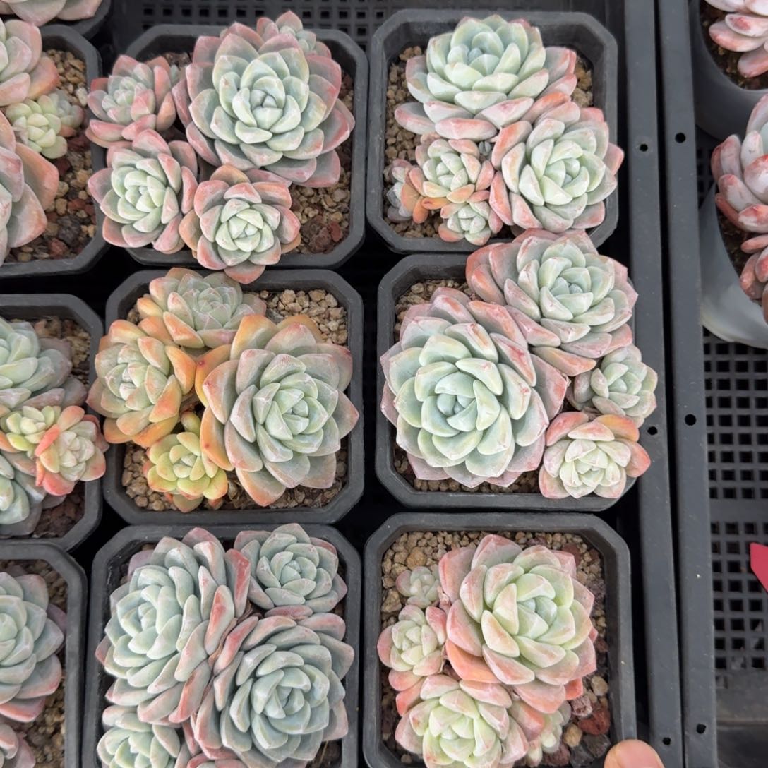 6颗一起一物一拍的