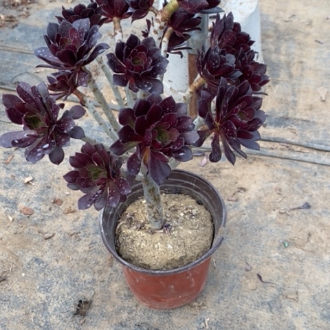 黑豆55多肉植物法师一物一拍