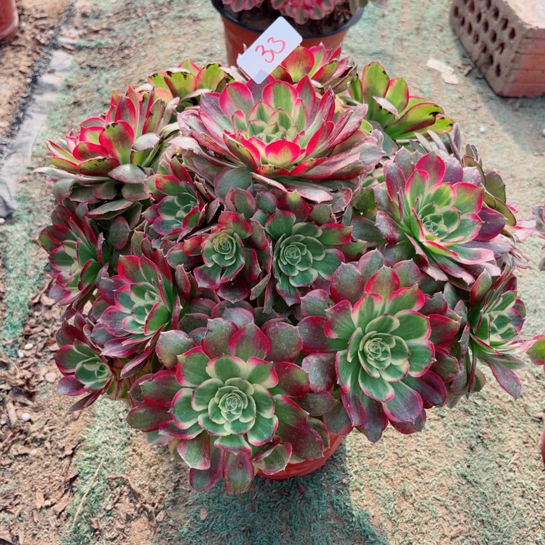 小***师33粉体海王法师多肉植物