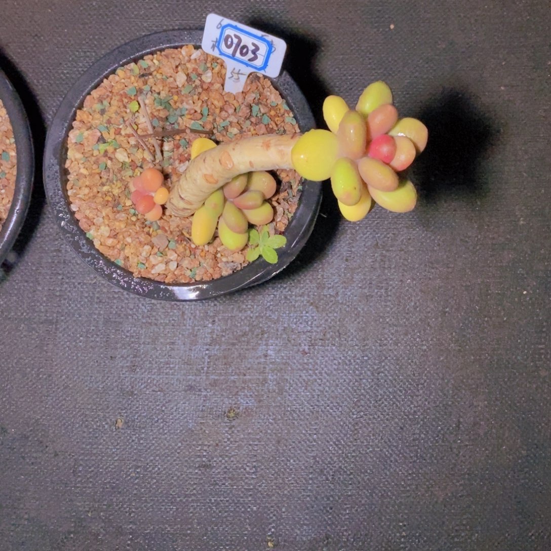 诺***主0703芒果奶高壮一颗