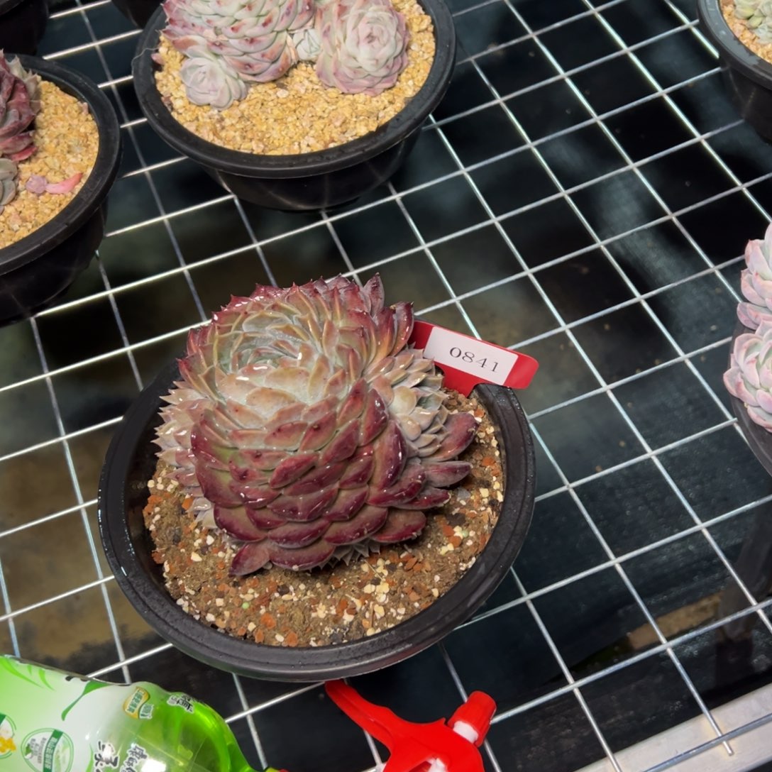 岚***10841肉多么多么多么肉