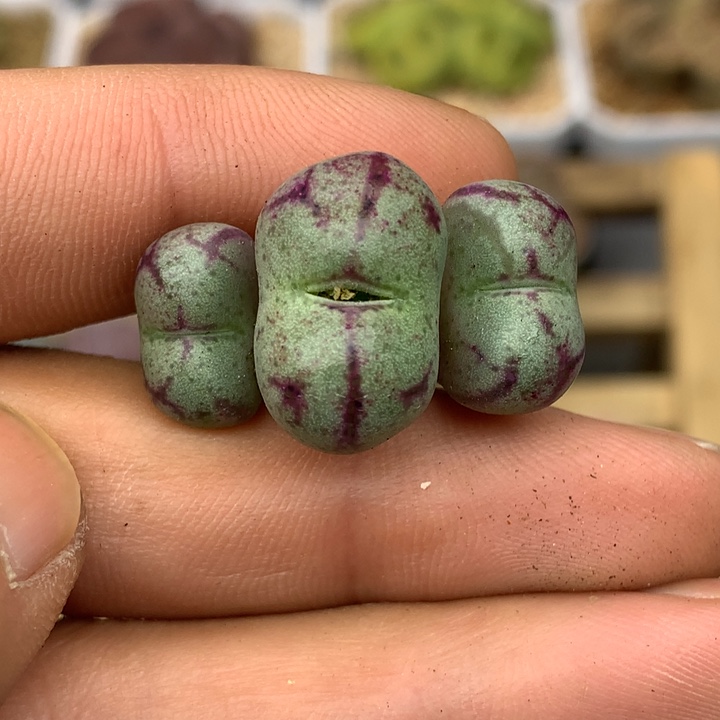 精品多肉植物大战僵尸