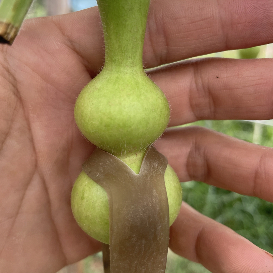 山西铁皮天坛长粗翻嘴葫芦籽，拍下发10粒