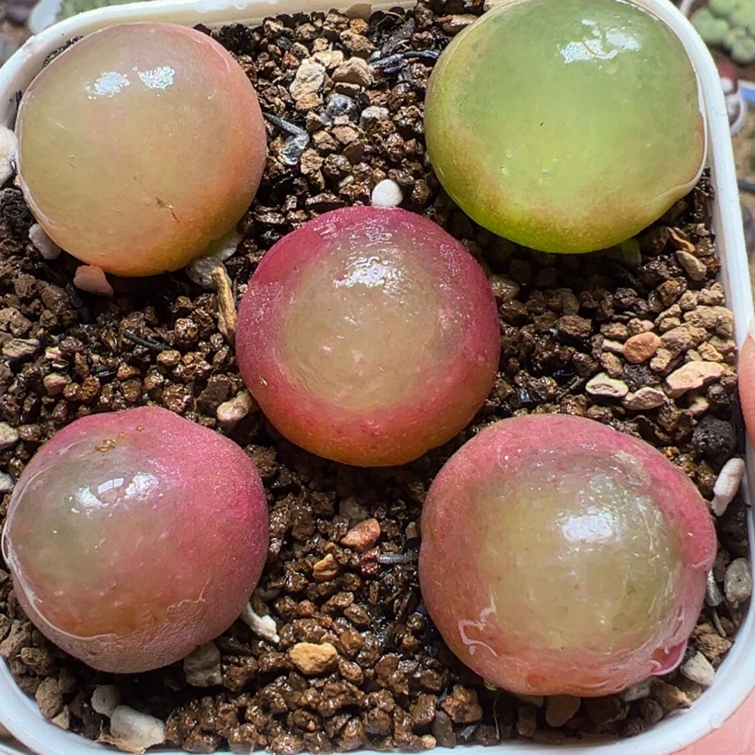 5年灯泡多肉植物百科