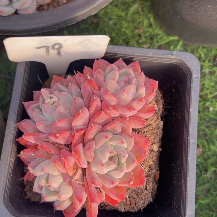 健健康康平平安安