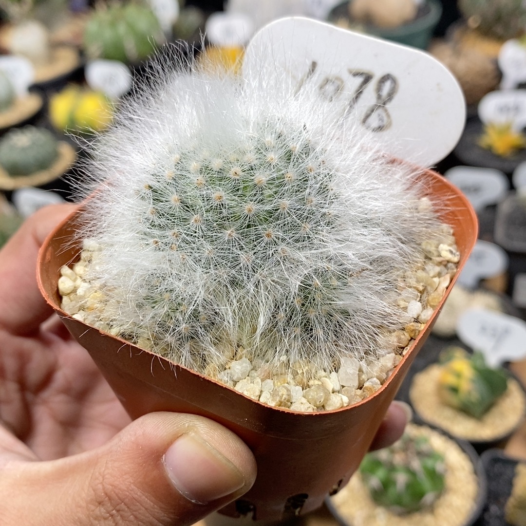 1078号无刺丽光殿5cm