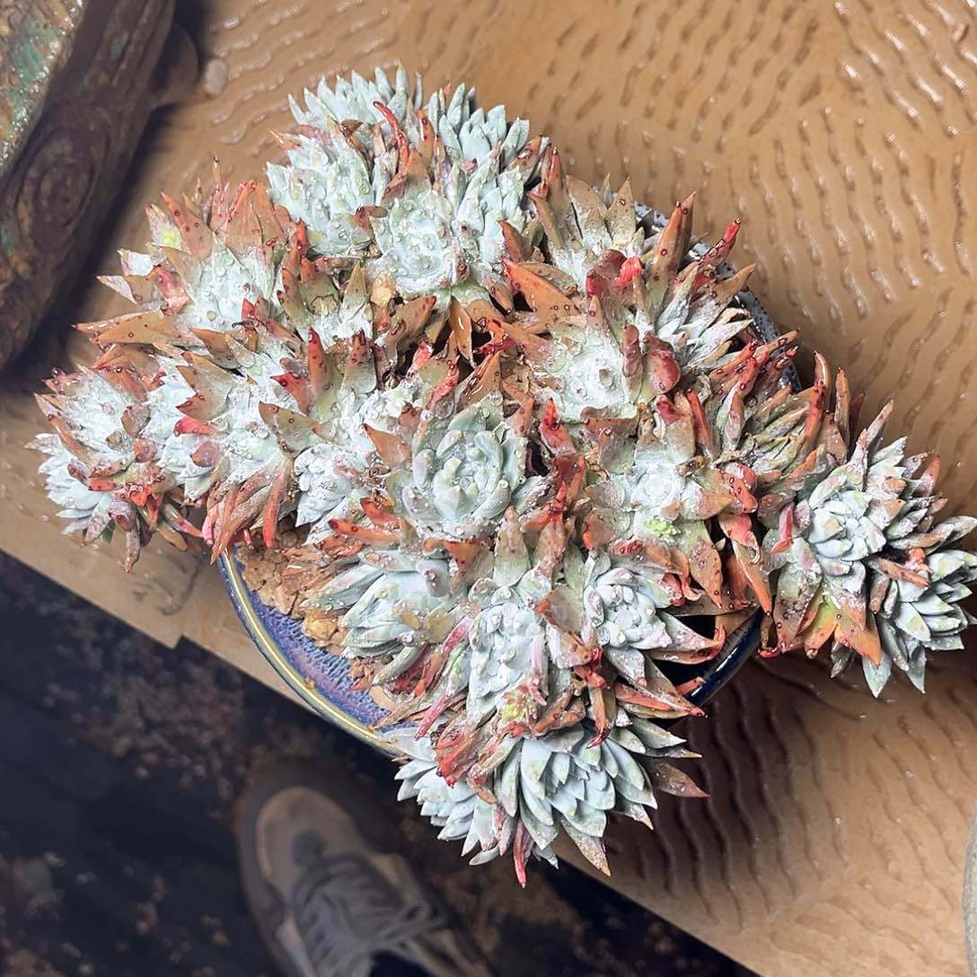 白雪缀化多头老桩