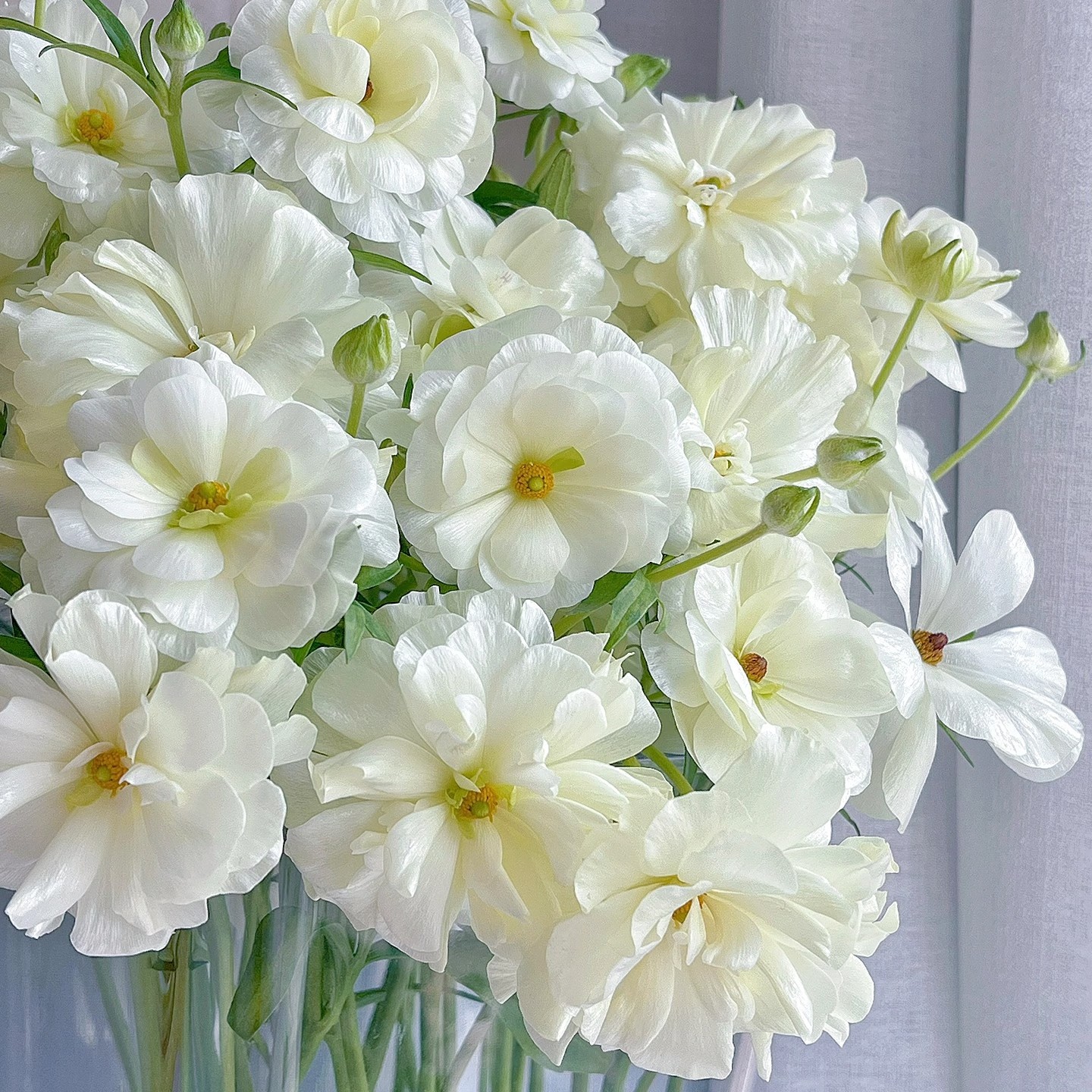 加购【优雅白 蝴蝶洋牡丹】满足包邮条件再拍加购 单拍需补运费