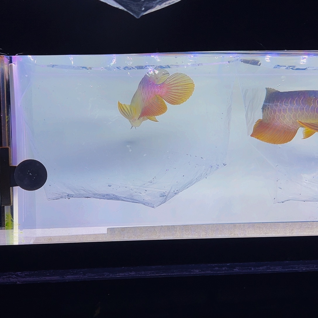 花***Э海水鱼热带鱼观赏鱼金龙鱼