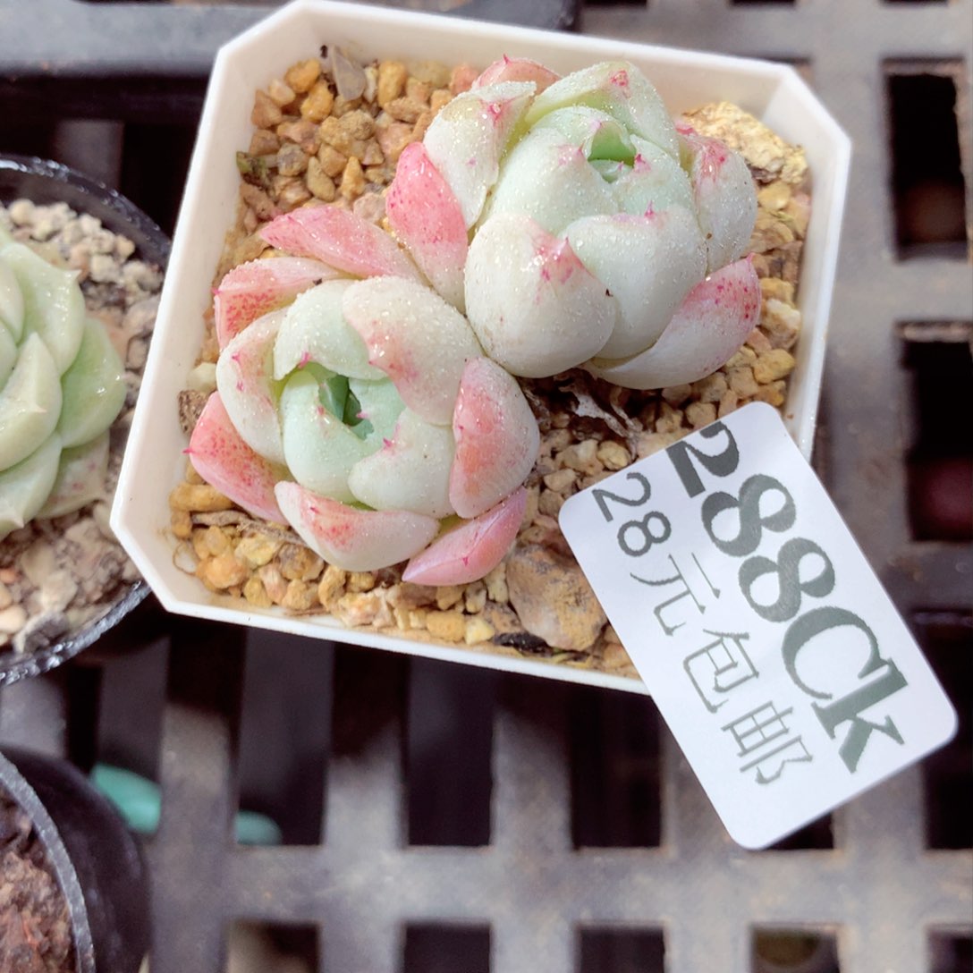 5厘米盆精控多肉288