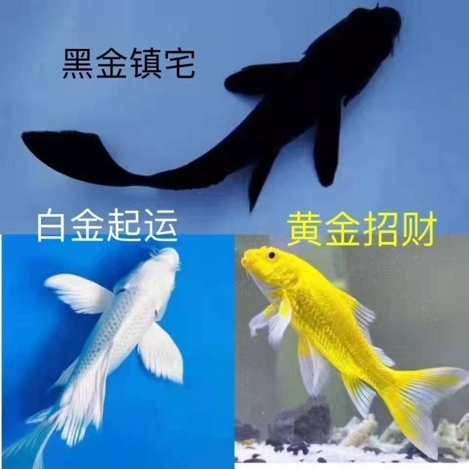 （1号链接）蝴蝶鲤鱼活体冷水淡水观赏鱼黑金黄金锦鲤好养耐活