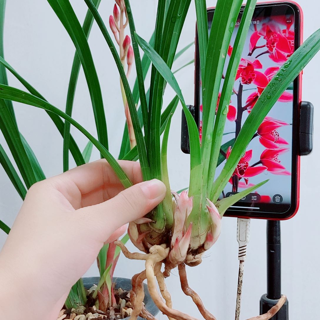 当前无花栽培后可以开花