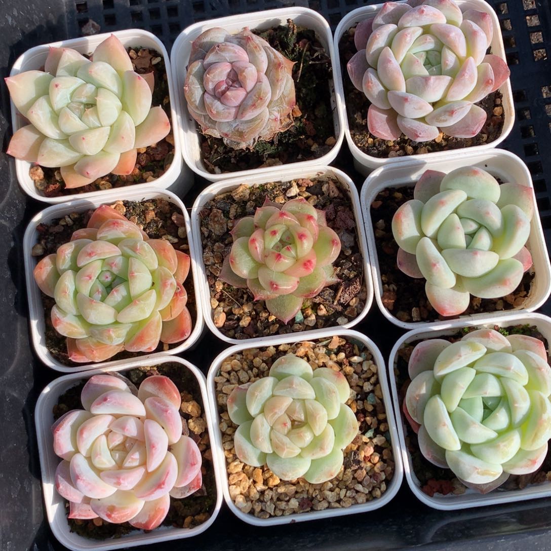 1219-37 珍妮套餐一组