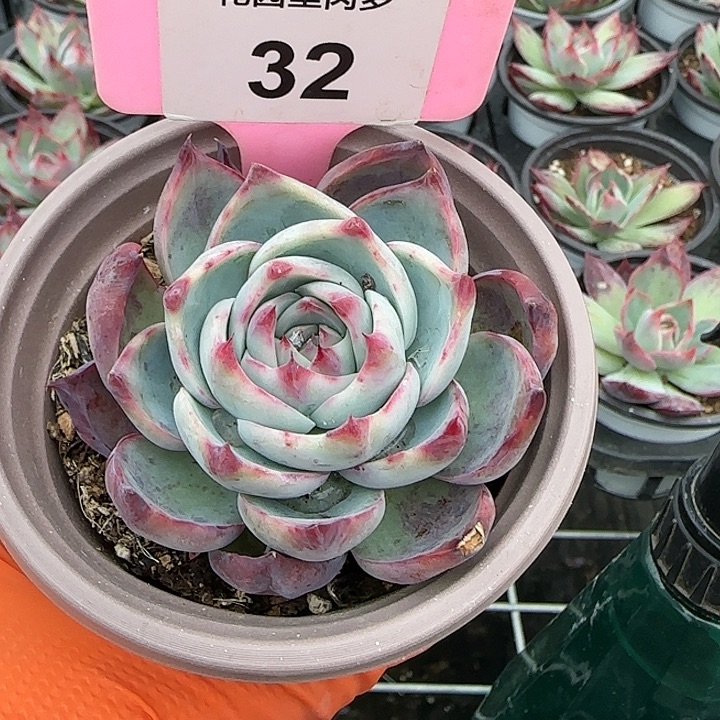 32 惊鸿仙子多肉植物5-9cm