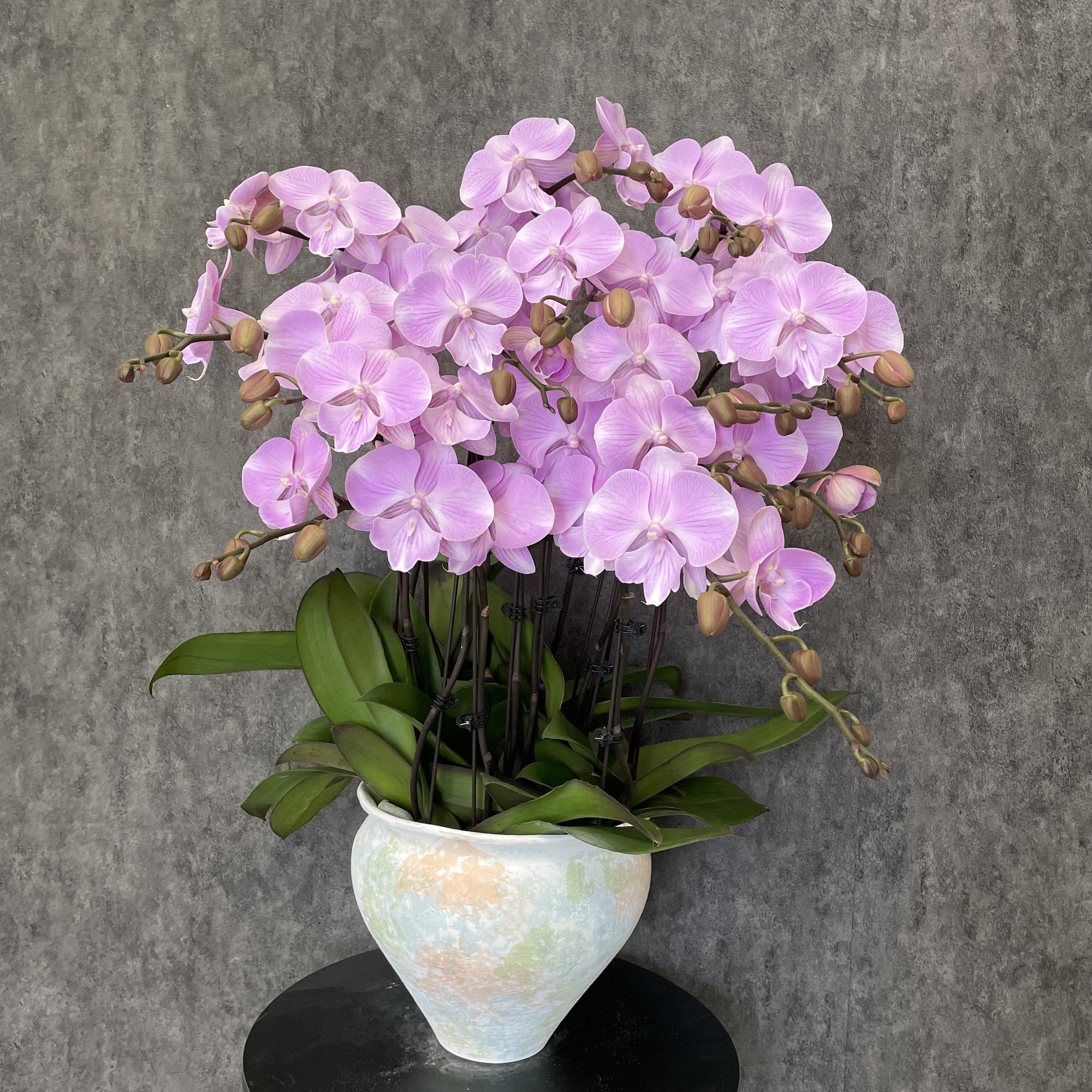 【钜宝天仙-蝴蝶兰】法式风 奶油风 北欧 鲜花 送礼装饰 室内观赏花