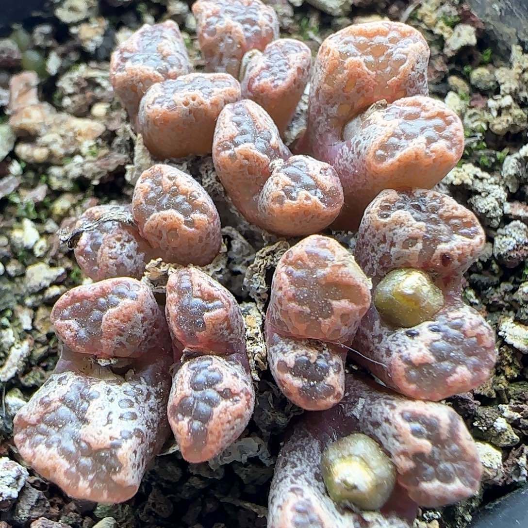 脱土年后发货23688