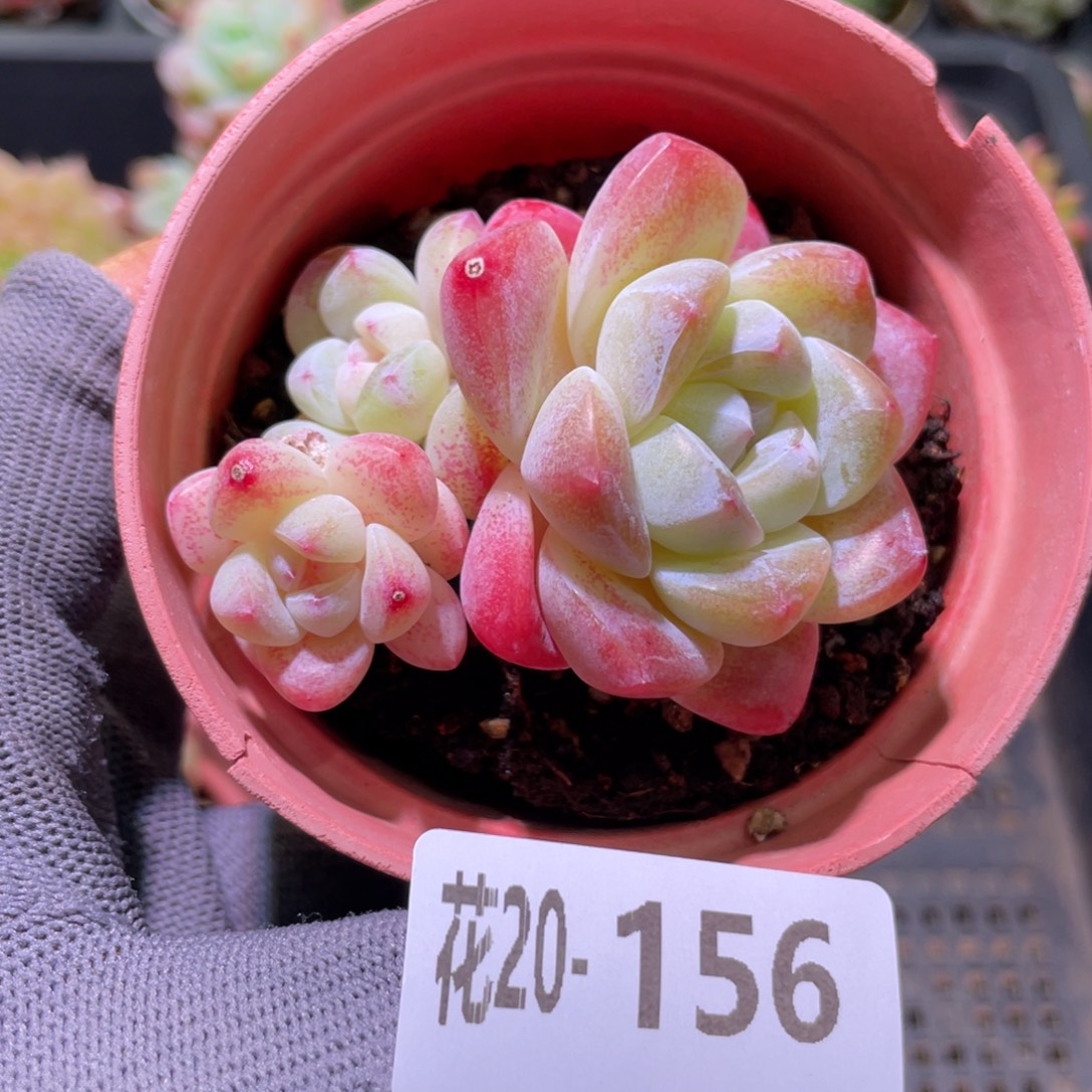 花利美20-156冰玉群