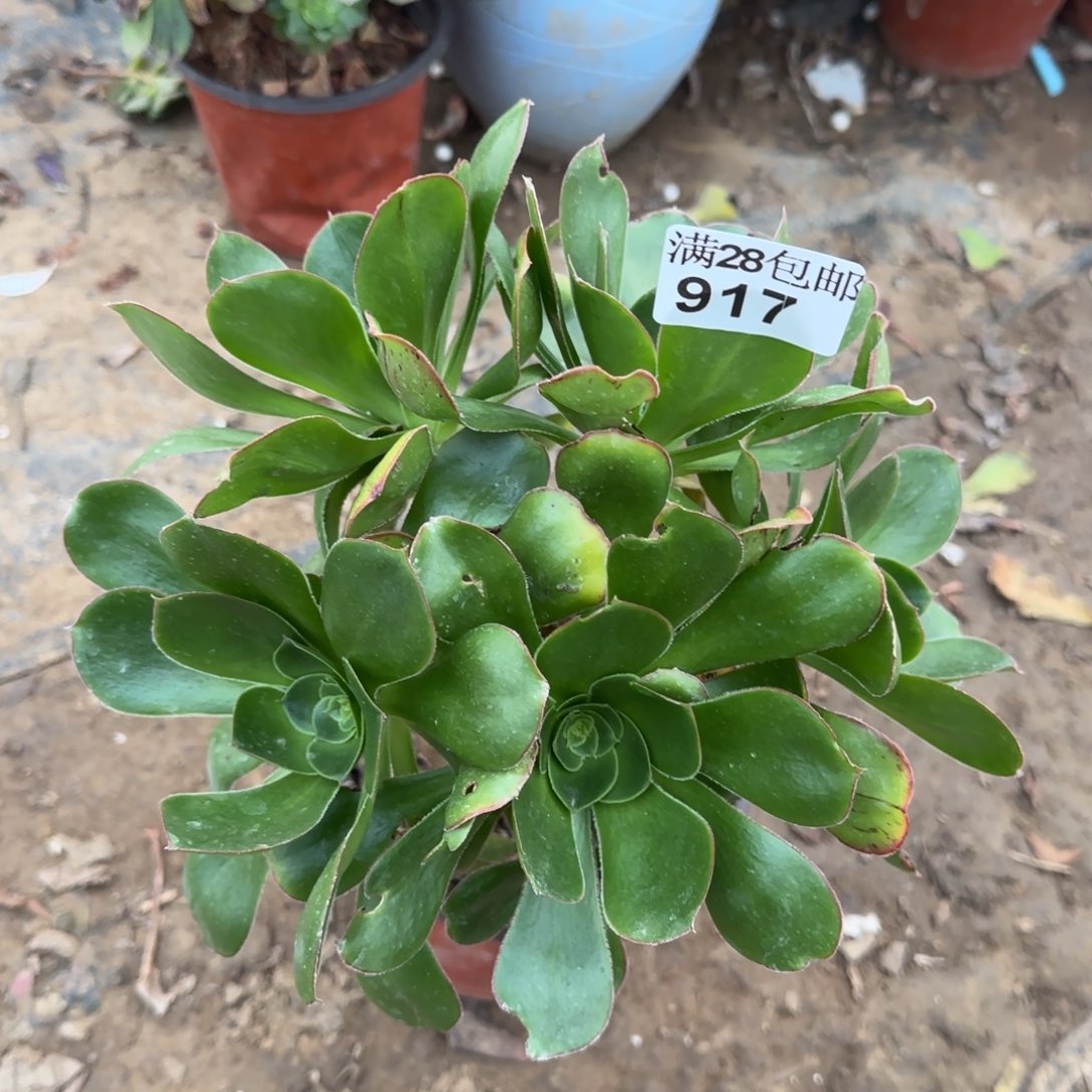 艳姿多肉917满28包邮断枝不包