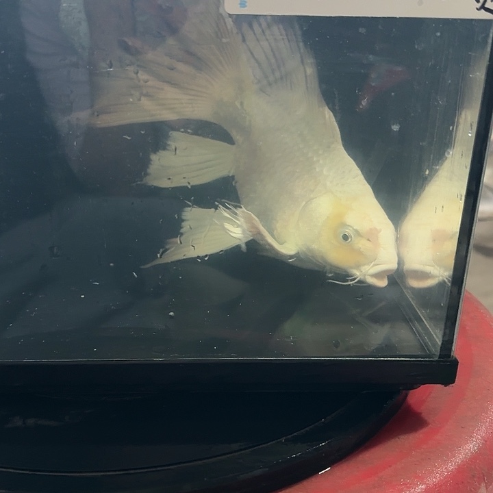 浩***南蝴蝶鲤鱼蝴蝶鲤包邮78微瑕