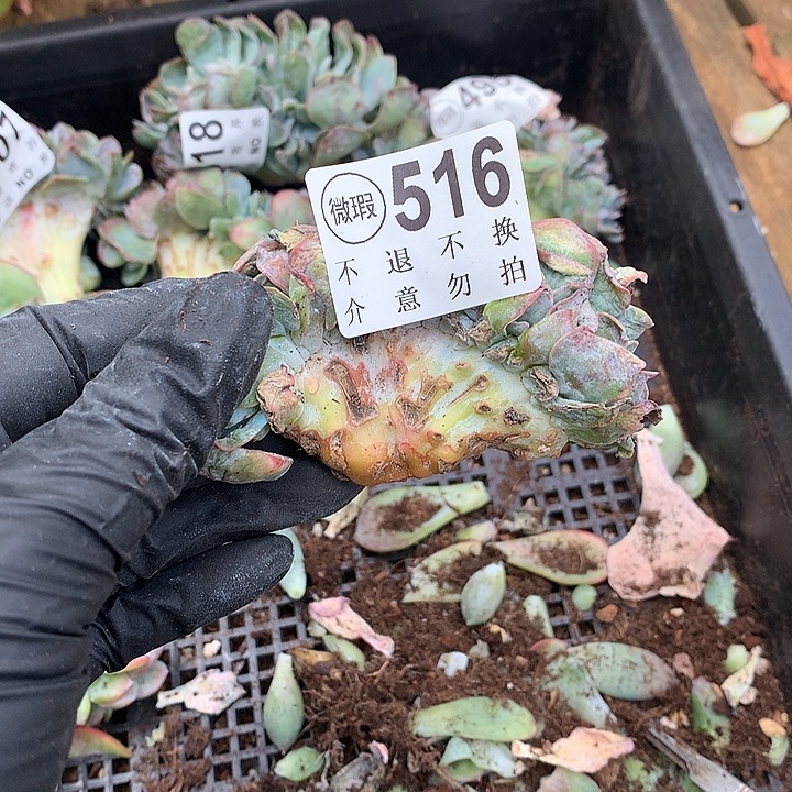 白凤缀化 多肉植物9.25号左右发