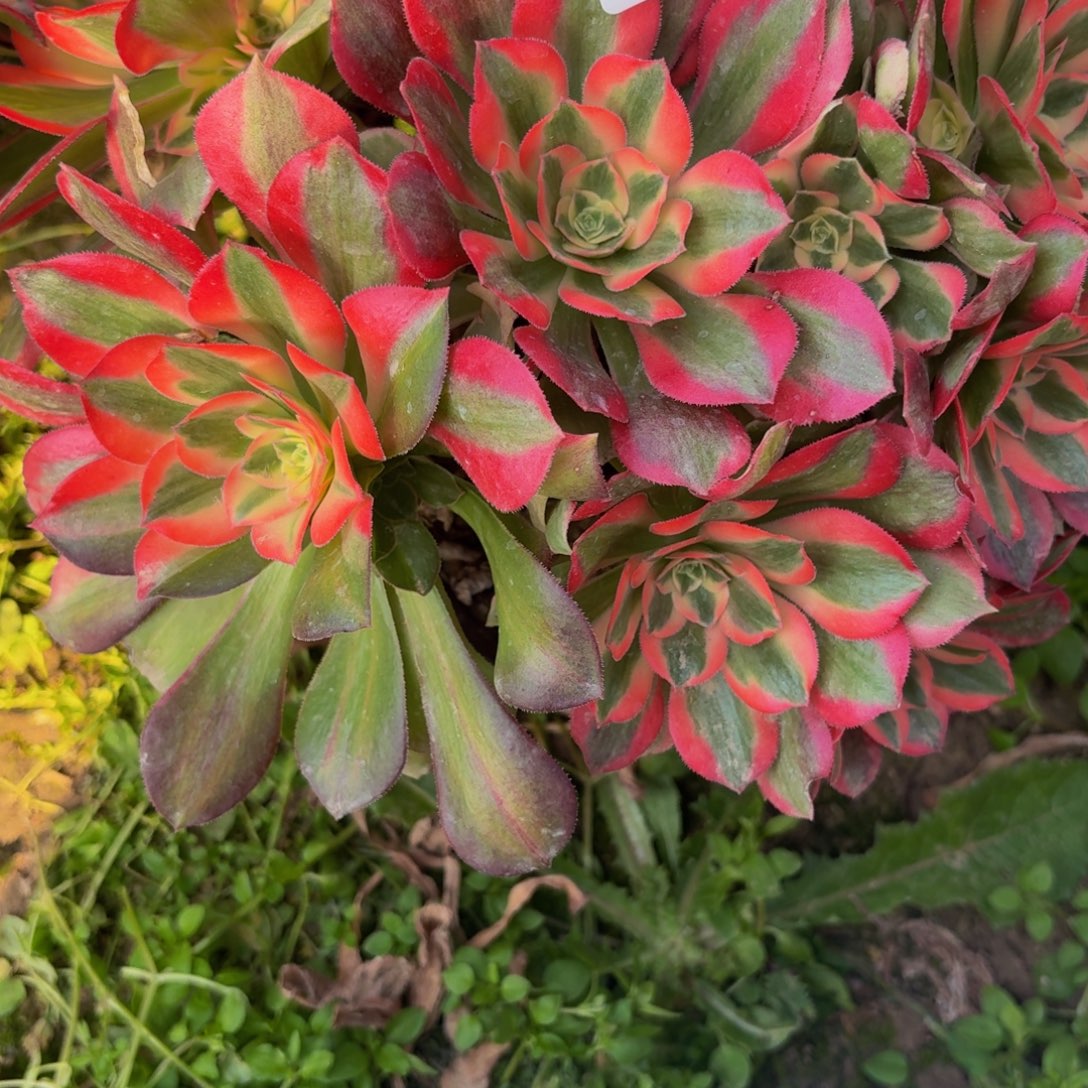 480多肉植物捧花的时候