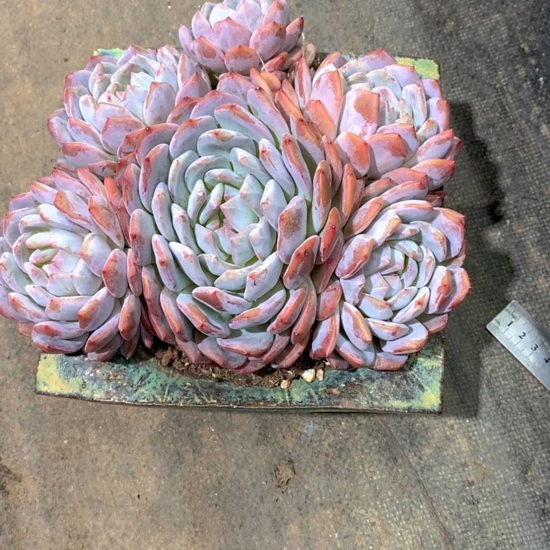 *****橙子多肉植物老桩老桩