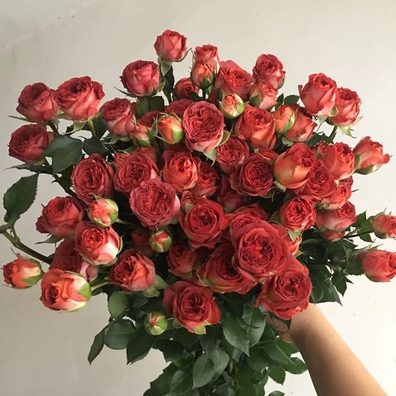 复古色多头巧克力泡泡月季花苗丰花多头玫瑰阳台庭院盆栽花卉玫瑰