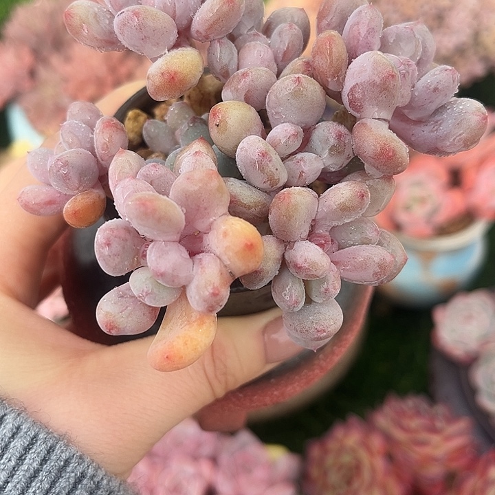 香香雪老桩特价福利