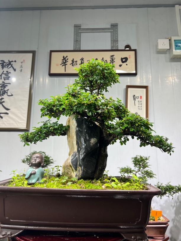 精品老桩榆树盆景盆栽金丝楠木龙鳞石楠花迎客松罗汉松舍利子植物