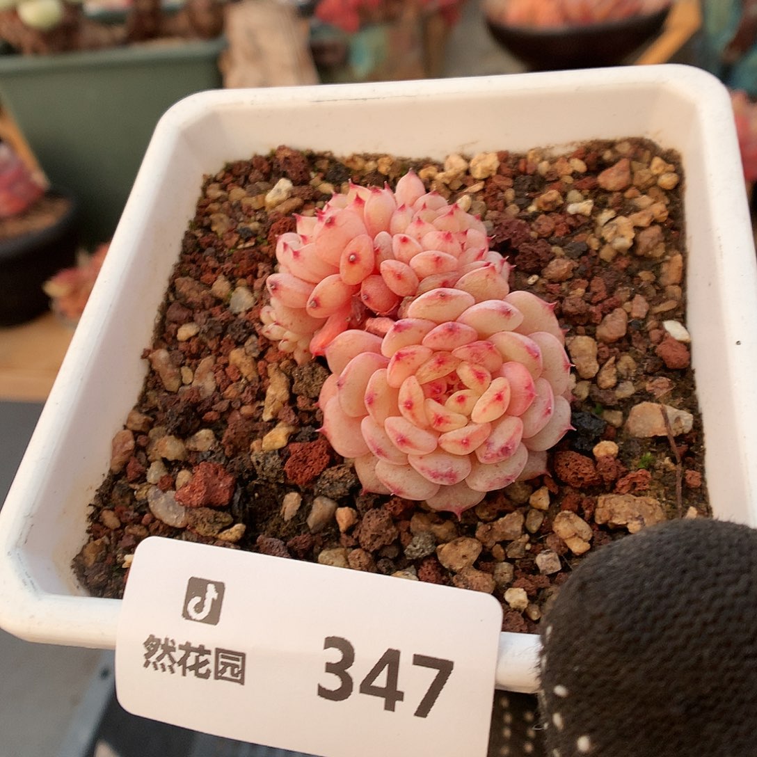 347白胖多肉植物363