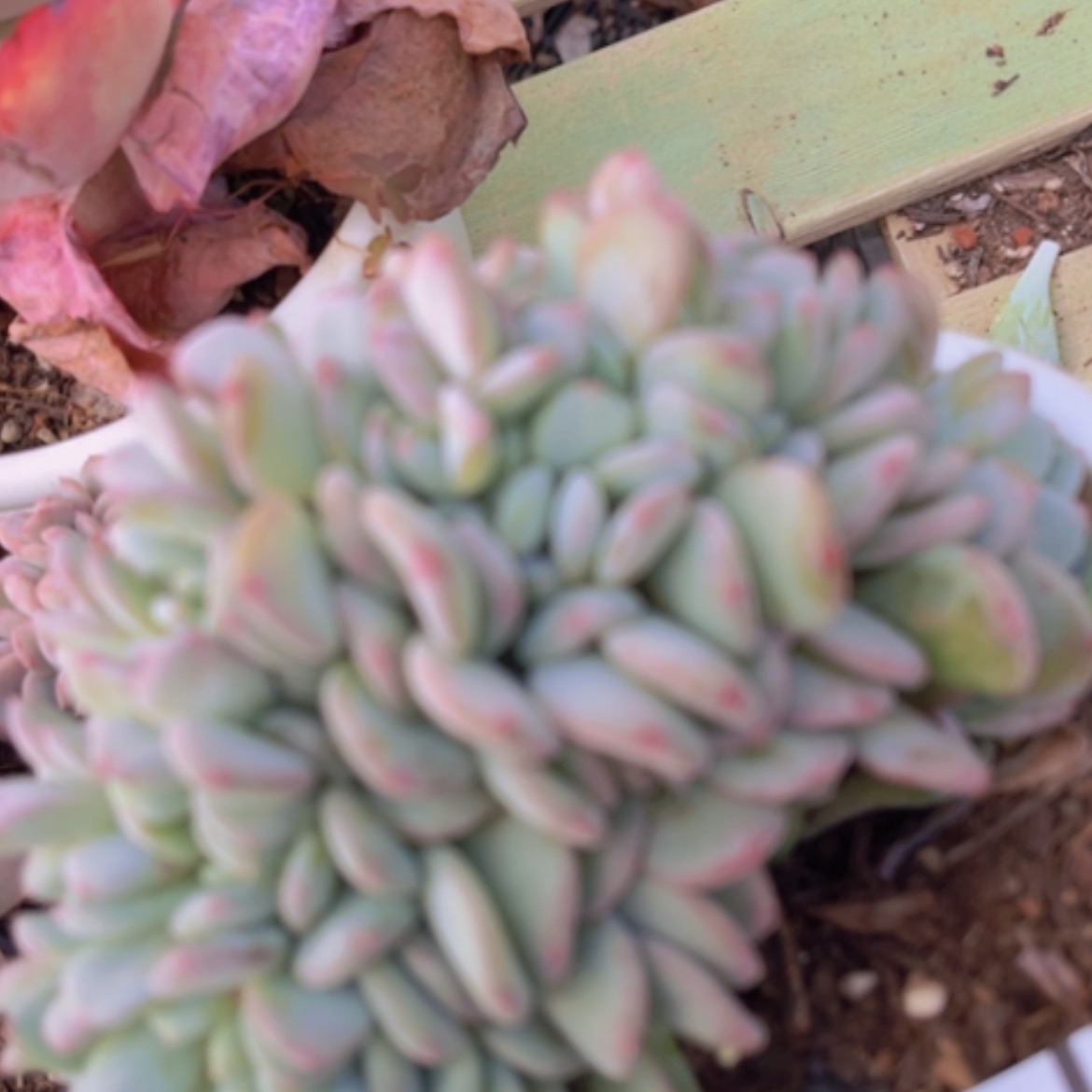 【闪购商品】玛瑙缀09106