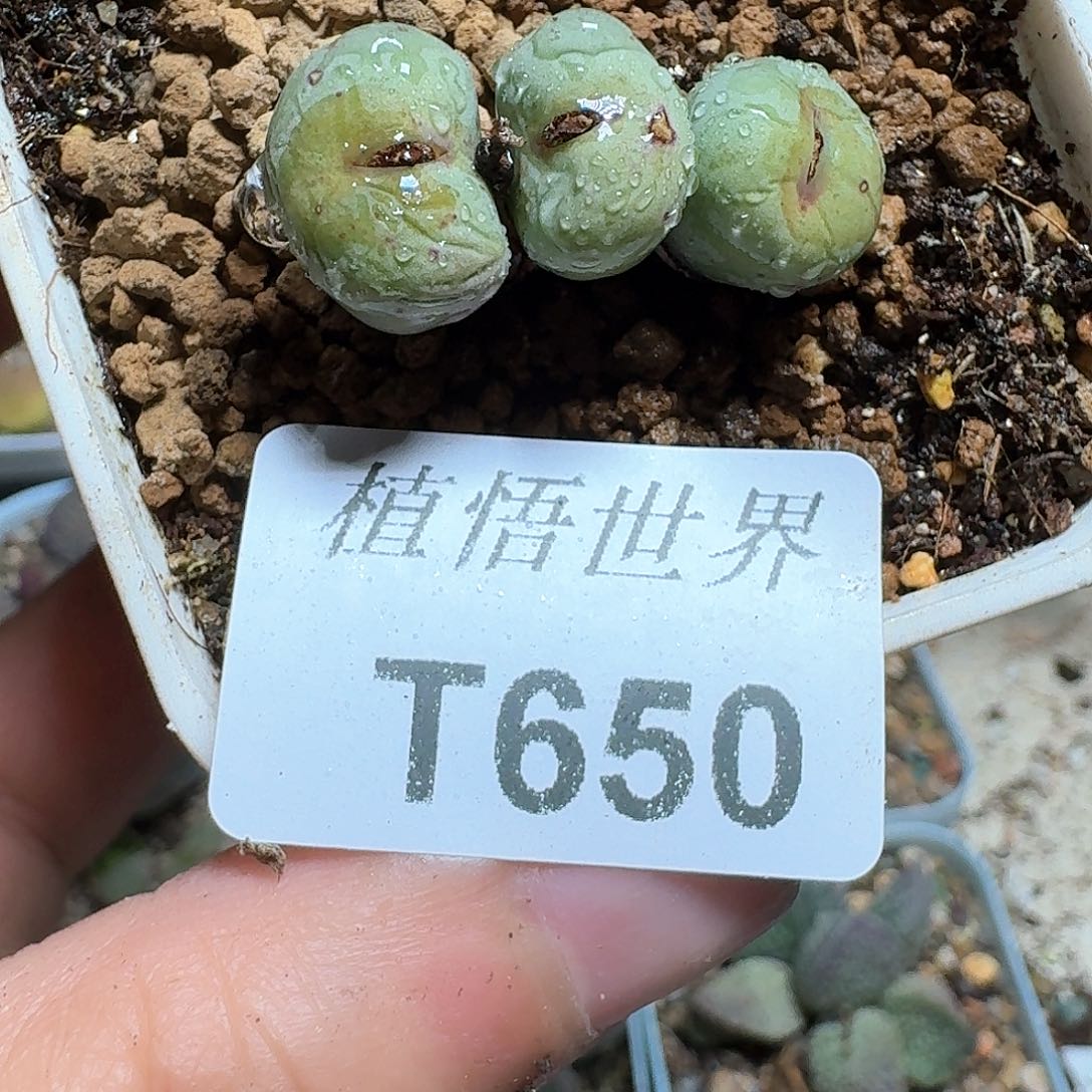 650盒多肉植物哇f g