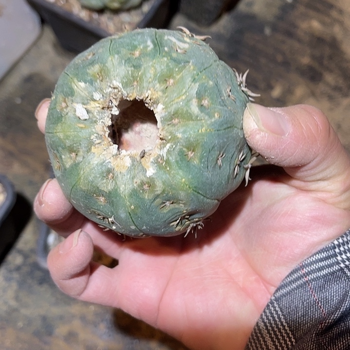 满38包邮2天凑单，脱土晾根发货多肉植物无根猫爪