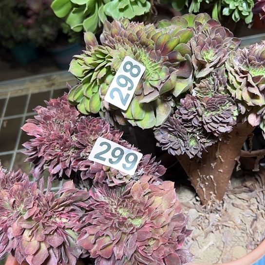 九***翔多肉植物两个法师298.299