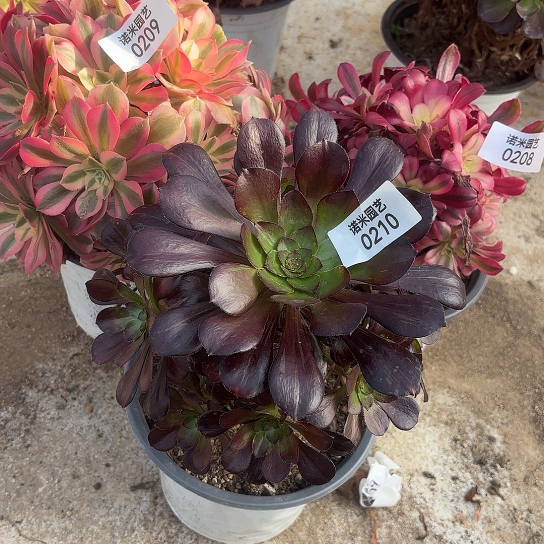 女巫美杜莎园叶多肉植物208-09-10
