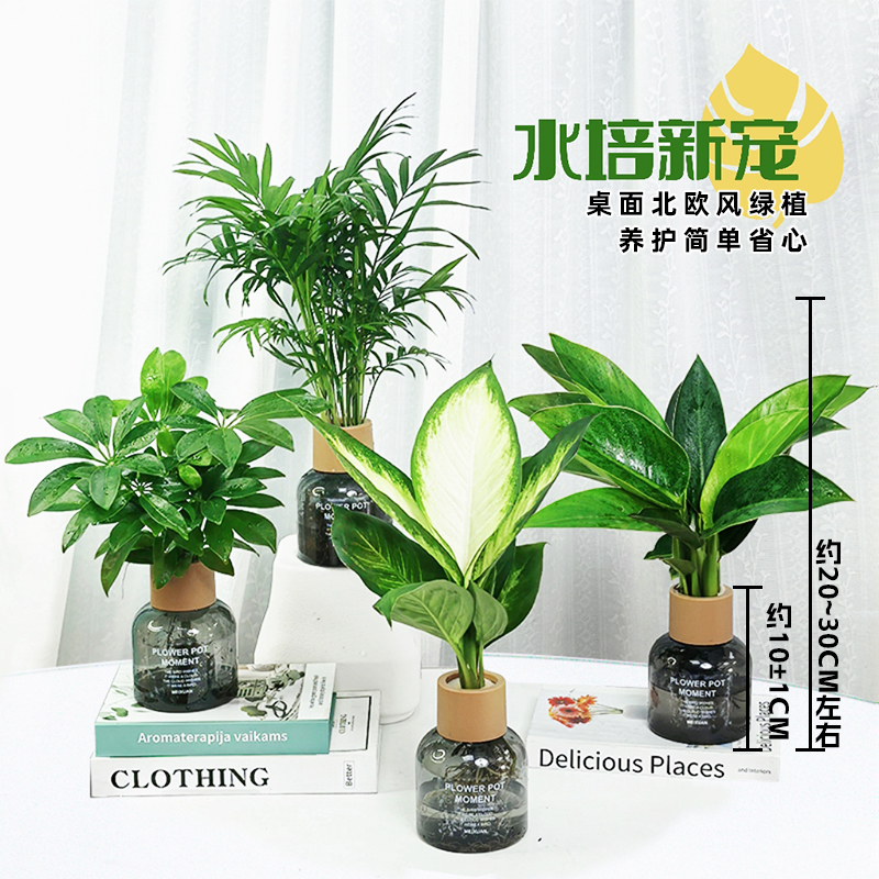 【买三送一】水培金钻富贵椰子鸭脚木玛丽安桌面室内美观绿植物