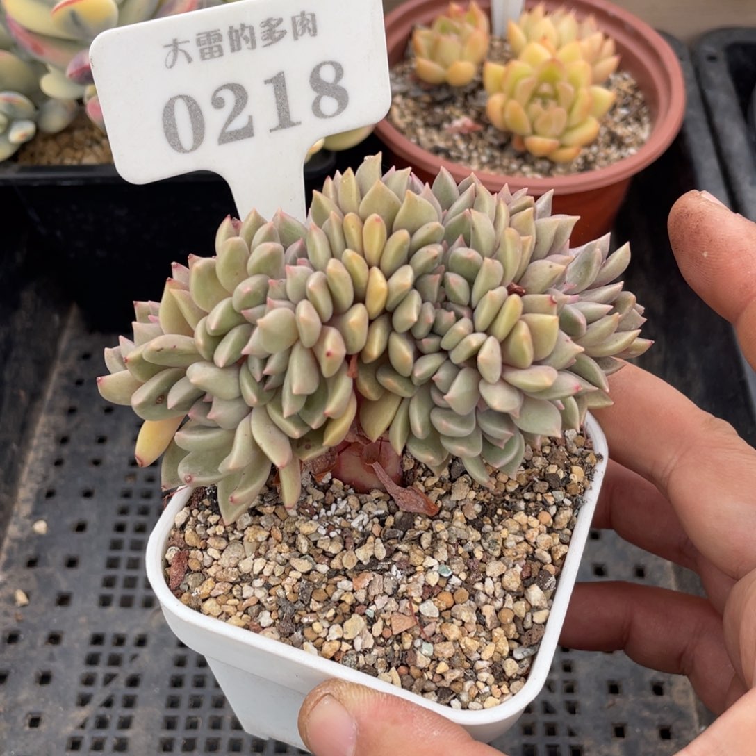 0218璀璨缀不带盆10厘米