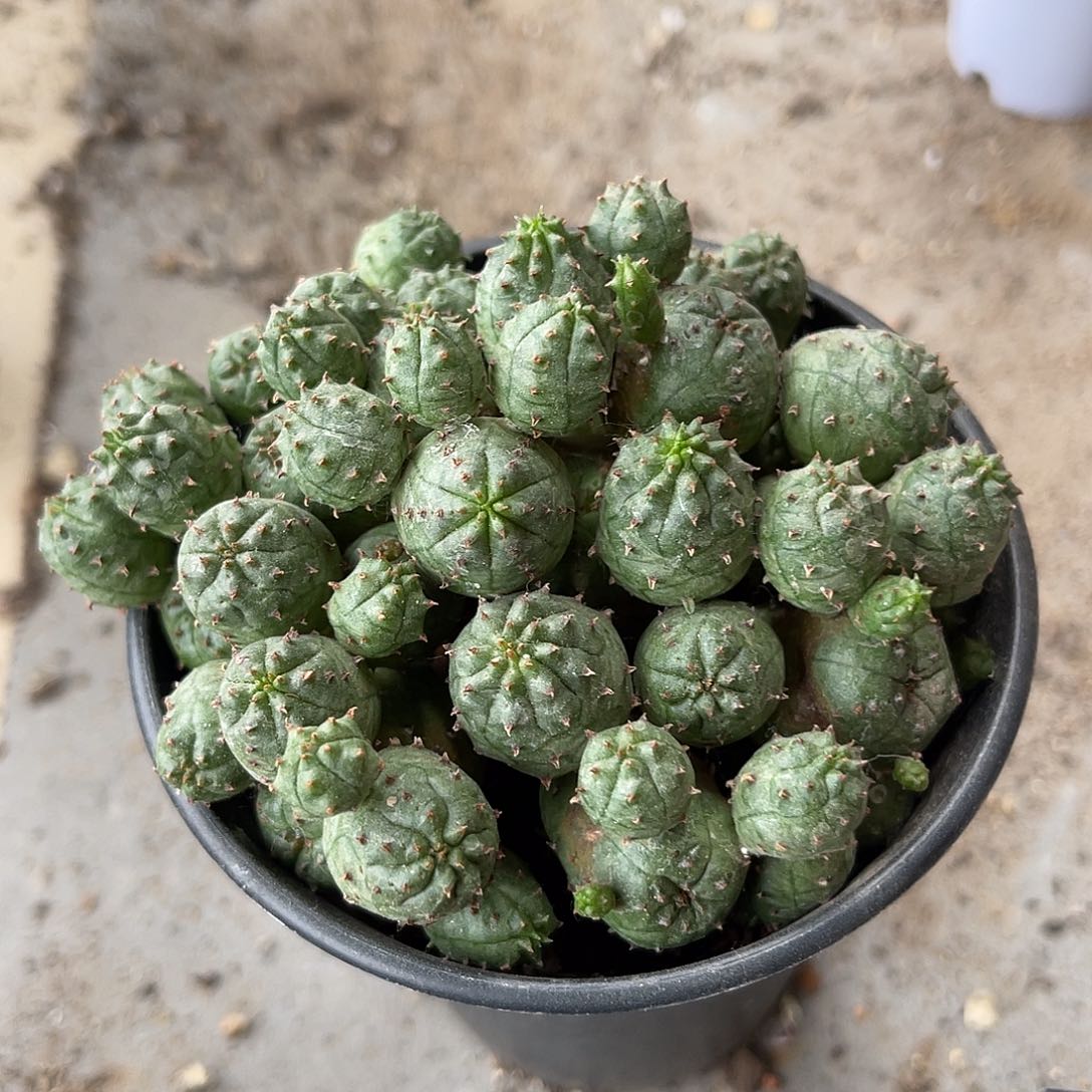 子吹布纹球大群一物一拍