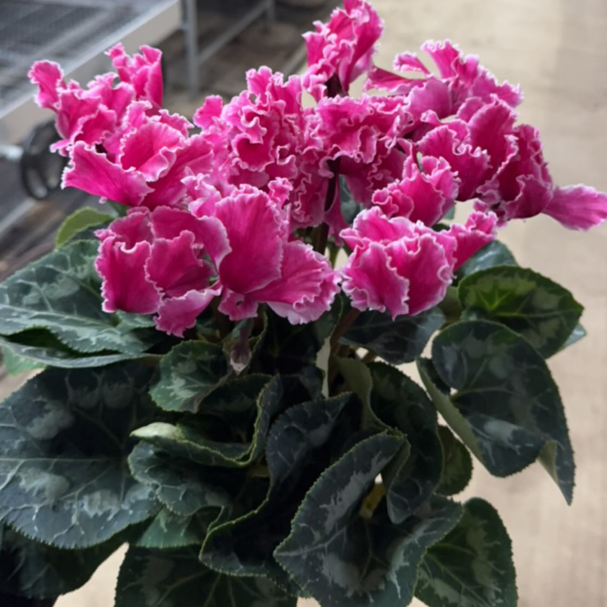 【胖胖】皱边玫红火焰~一代大花仙客来带花带花苞发货