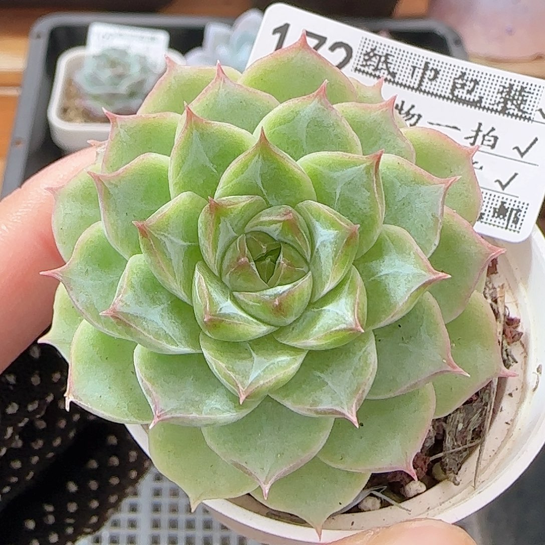 多肉1001--172女王玫瑰