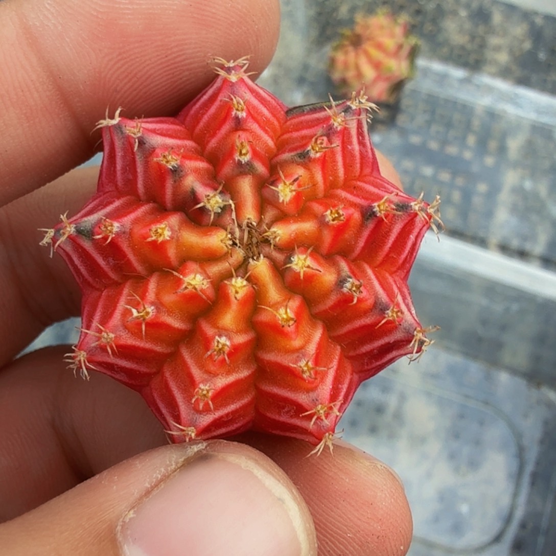 当前无花朵，栽培后可花朵