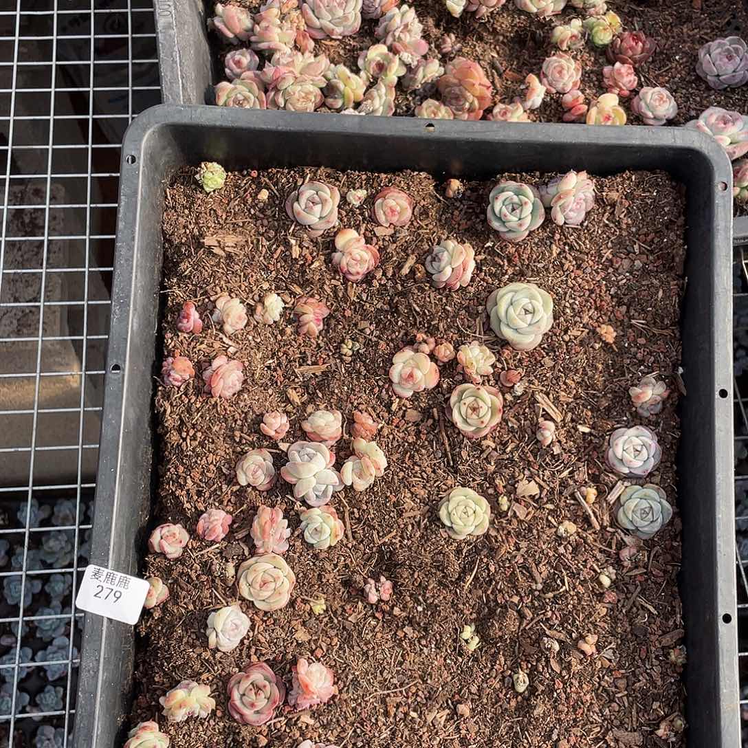 蕊***279。 定。            