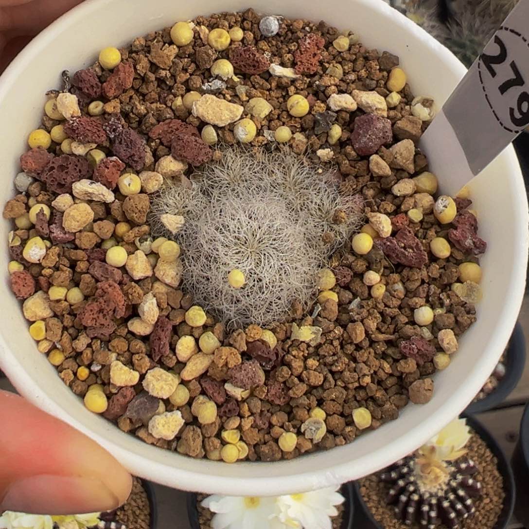 279实生根圣丽斯多肉植物