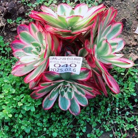 3.6-40倾城多肉植物
