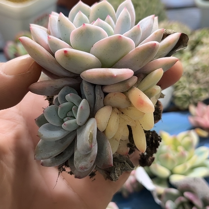 282梦露锦底座炸多肉