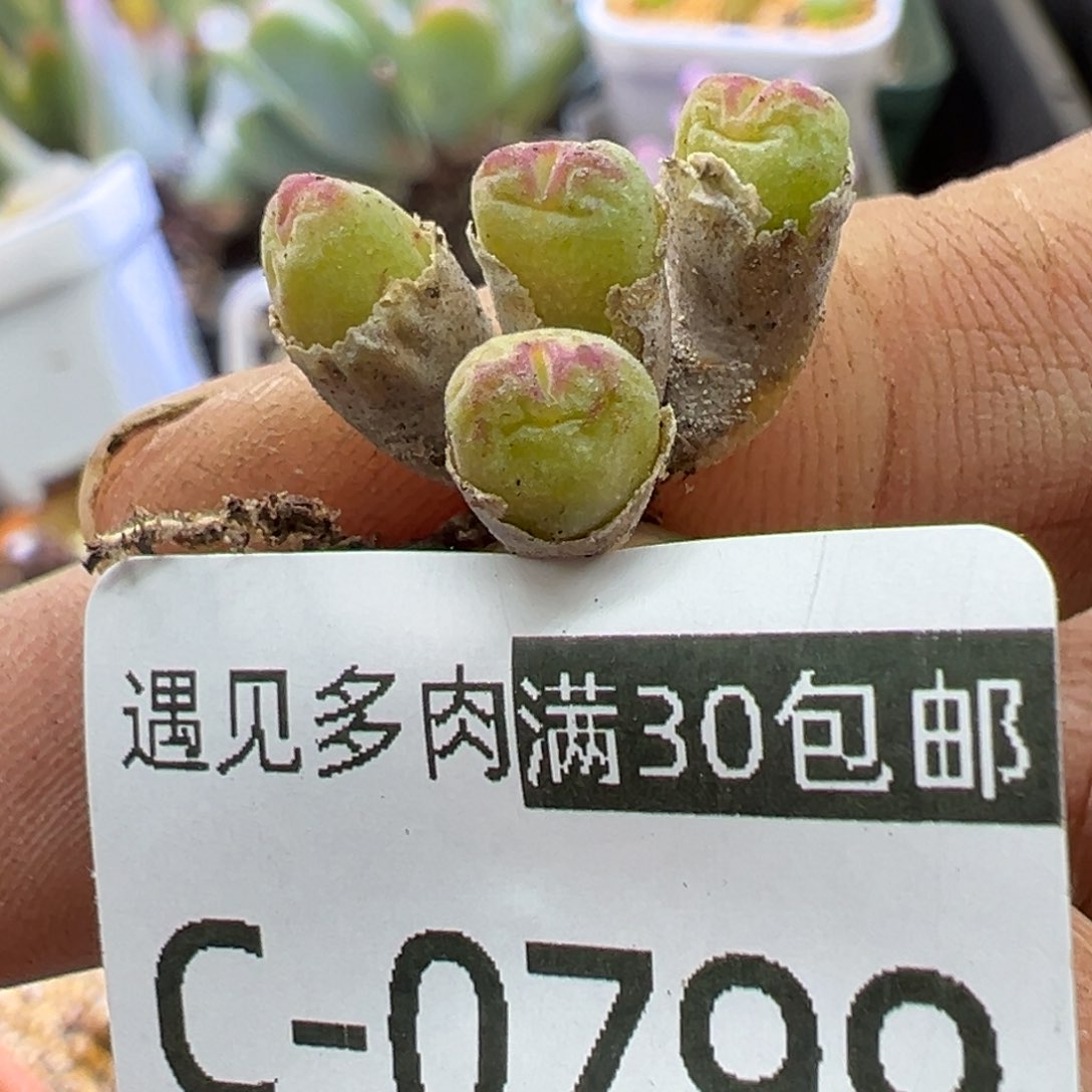 多肉植物11111111111111 