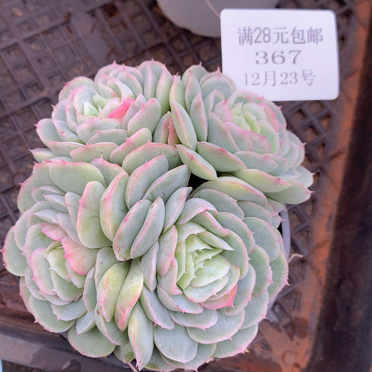 【闪购商品】云367号水晶扇贝