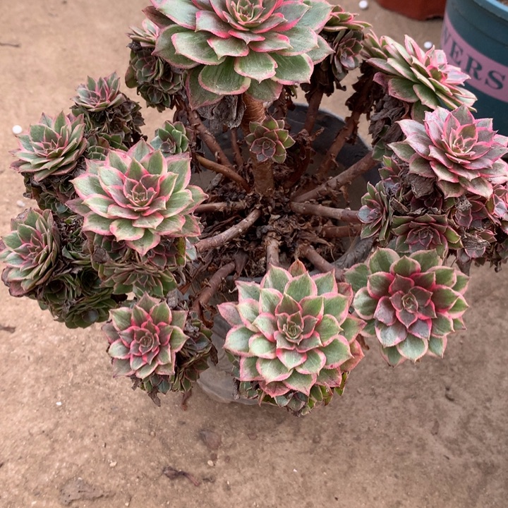 388莲花座多肉植物特价