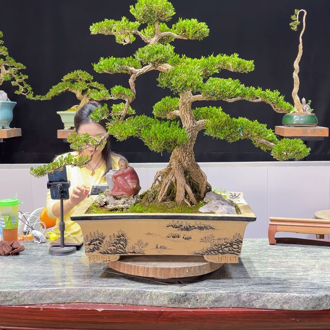 四季常青老桩黄杨盆景