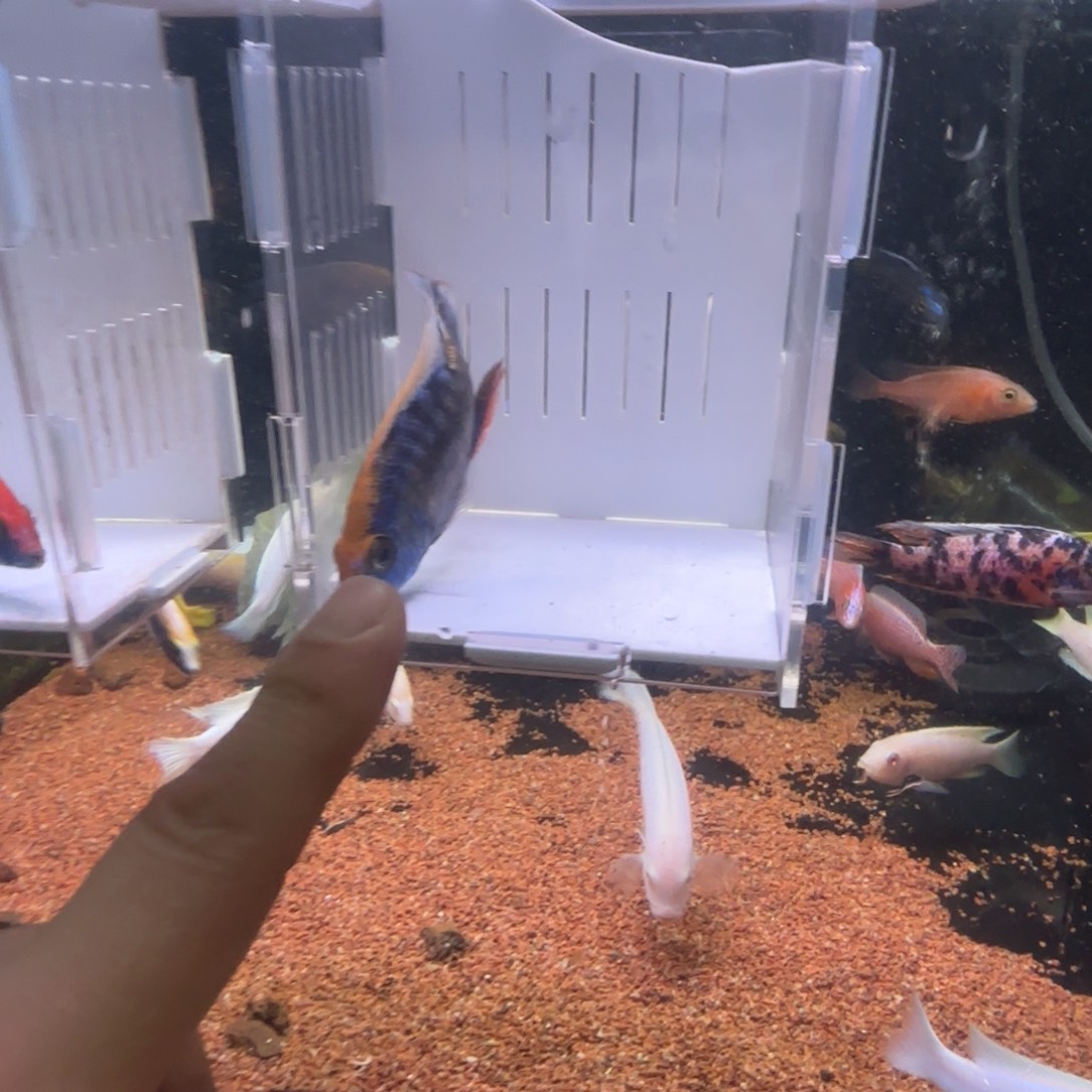 野***狼慈鲷鱼直播99号凑单1条